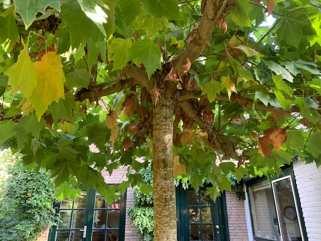 Herfst, Nieuws, Prinsjesdag en Vacatures